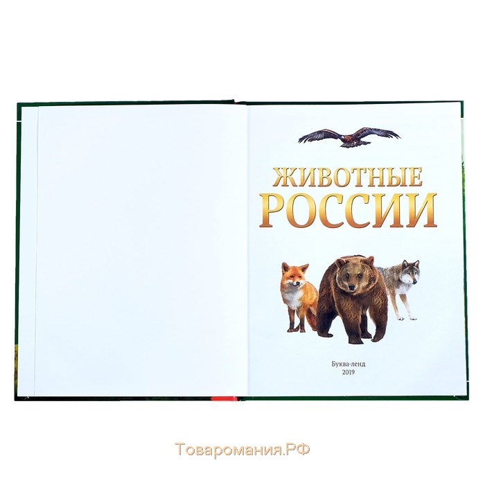 Детская энциклопедия в твёрдом переплёте «Животные России», 48 стр.