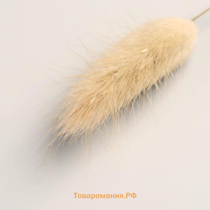 Сухоцветы «Лагурус», h=65 см, (фасовка 30 шт., цена за 1 шт.), бежевые