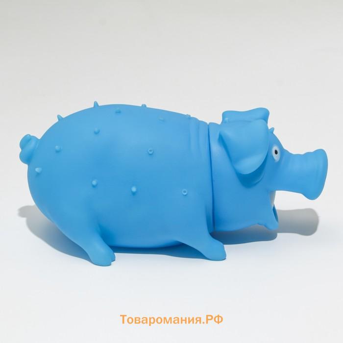 Игрушка пищащая "Весёлая свинья" для собак, хрюкающая, 19,5 см, голубая