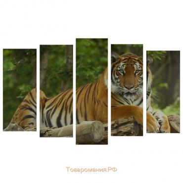 Картина модульная на подрамнике "Тигр" (2-25х63; 2-25х70; 1-25х80) 125х80см
