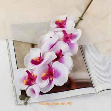 Цветы искусственные «Орхидея молди», 9×66 см, бело-фиолетовые