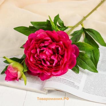 Цветы искусственные «Пион дуо», 12×60 см, бордовые