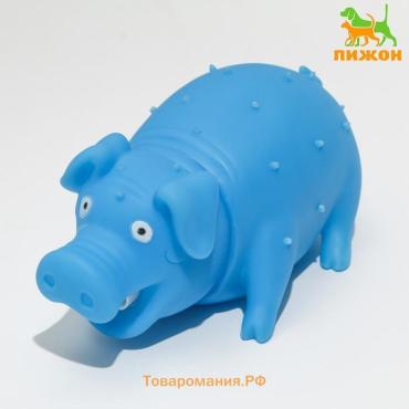 Игрушка пищащая "Весёлая свинья" для собак, хрюкающая, 19,5 см, голубая
